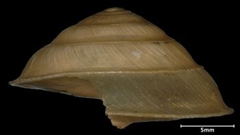 Media type: image;   Malacology 32521 Aspect: latersal